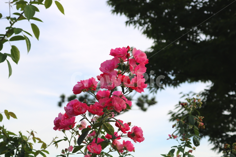 장미,장미꽃,꽃,식물,자연,분홍색장미,식물,자연,plants,nature,꽃,flower
