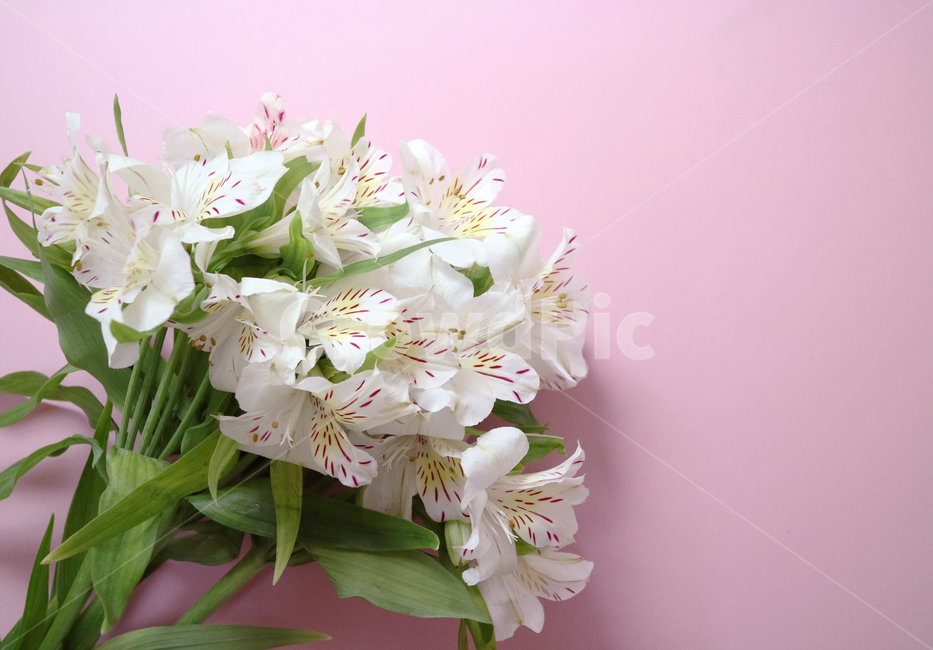 꽃,꽃다발,흰꽃,하얀꽃,백그라운드,배경,배경이미지,식물,부케,아름다움,보테니컬,꽃,flower