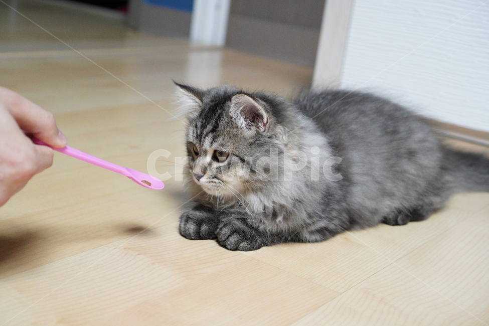 고양이,어린고양이,귀여운고양이,페르시안고양이,냥이,야옹이,반려묘,cat,cutecat,동물,animal,포유류,mammal,고양이,cat,kitten,kitty