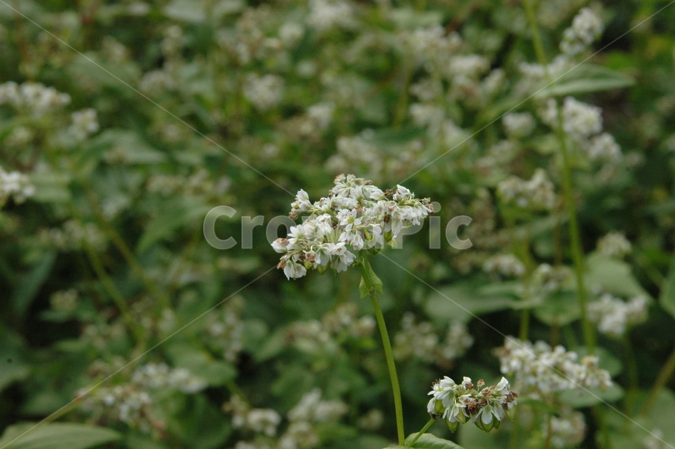 메밀,메밀꽃,buckwheat,식물,꽃