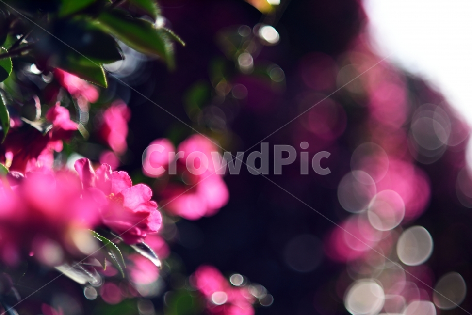 제주,위미리,동백,동백꽃,동백나무,겨울,꽃,식물,자연,plants,nature,꽃,flower,휴식,힐링,rest,relaxation,healing