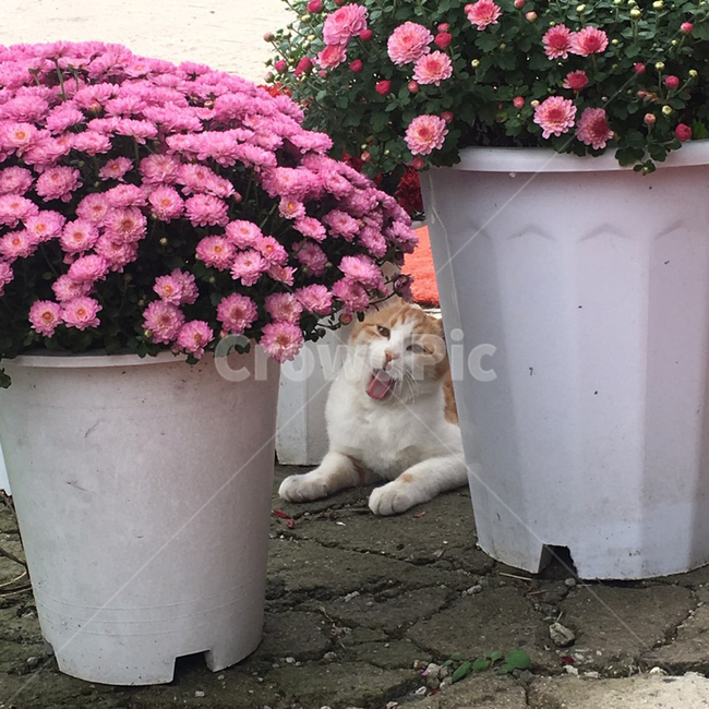 고양이,꽃,길고양이,냥이,cat,꽃,flower,동물,animal,포유류,mammal,고양이,cat,kitten,kitty