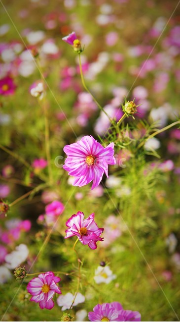 꽃,코스모스,코스모스축제,자주빛,분홍빛,자연,식물,자연,plants,nature,꽃,flower