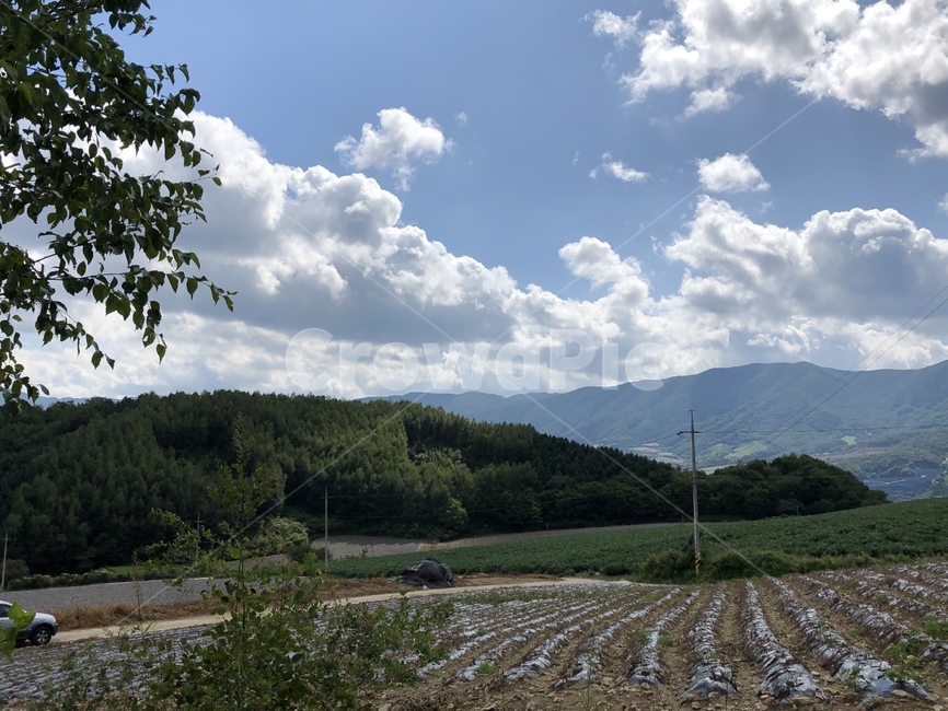 들,옥외,목초지,밭,논,풀,경작지,농업,시골,농작물,뿌리,초록색,녹색,하늘,경사,자연,농사,경작,양구,해안면,펀치볼,분지,자연,풍경,nature,landscape,시골,마을,country,rural,town,농업,농사,agriculture,farming,farming industry,outdoors,weather,날씨
