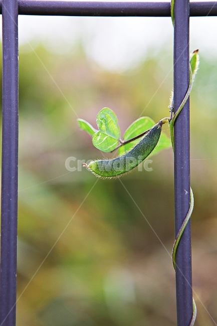 식물,잡초,열매,울타리,철망,자연,가을,추수,수확,식물,자연,plants,nature