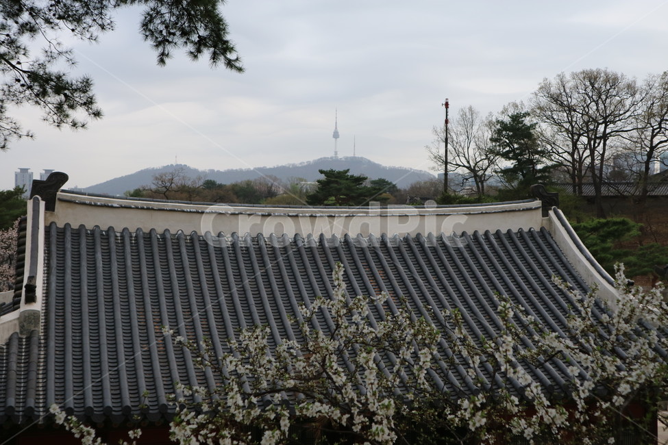 창경궁,봄,남산,풍경,궁궐,지붕,기와,봄,계절,spring,season,한국전통,한국문화,korean traditional,korean culture,건축물,건물외관,exterior,building,structure,architecture,construction
