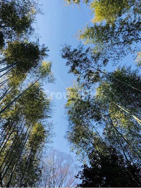 하늘,일본,숲속,나무,초록,자연,풍경,nature,landscape,tree,plant,식물