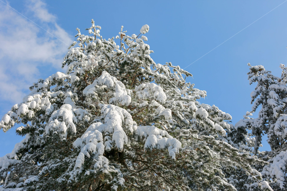 겨울숲,숲,겨울,자작나무,하늘,구름,sky,cloud,season,tree,나무,나무들,하얀색,white,snowy,snow,wood,grove,forest,cold,bright,clear,birch,자작나무숲,계절,나무숲,눈,크리스마스,눈덮힌나무,전나무,전나무숲,맑음,눈꽃,겨울,계절,winter,season,식물,자연,plants,nature,나무,trees,wood