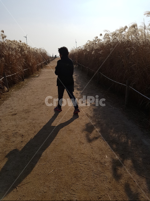갈대밭,그림자,가을,marsh,갈밭,가을,계절,fall,autumn,season,사람,인물,인간,human,person,여성,여자,woman,female,lady,ground,바닥