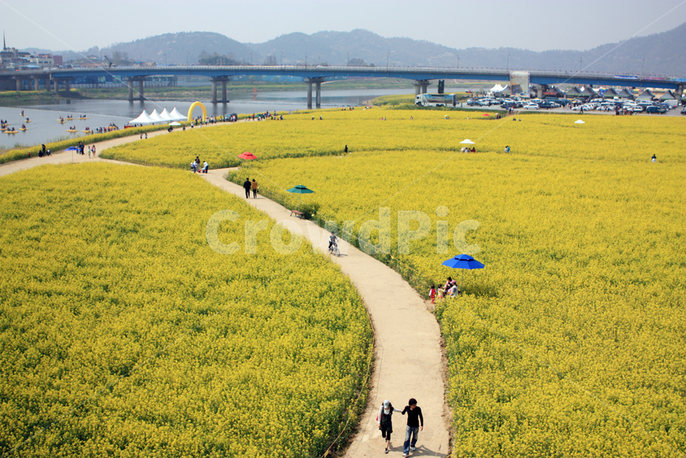 유채밭,유채,영산포,봄,봄풍경,봄,계절,spring,season,자연,풍경,nature,landscape,사람들,대중,군중,other people,crowd,outdoors,옥외,field,들,animal,동물,mammal,포유류,sheep,양,grassland,목초지