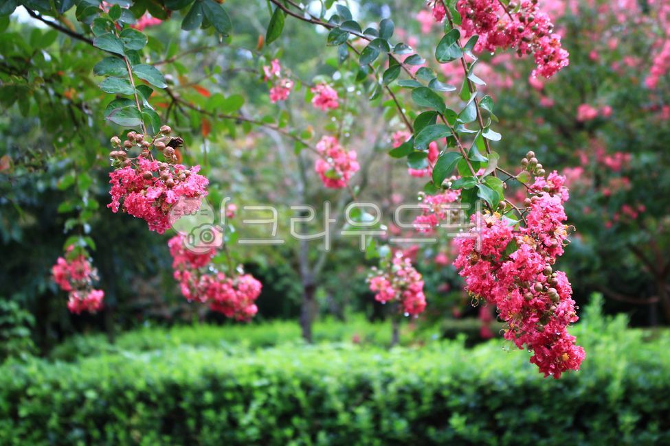 배롱나무꽃,배롱나무,꽃배경,자연감성,꽃감성,배롱나무숲