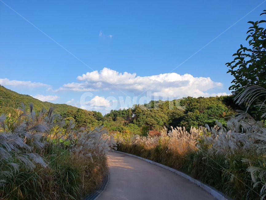 road,도로,asphalt,아스팔트,tarmac,nature,자연,억새,갈대,하늘,산,길,자연,풍경,nature,landscape