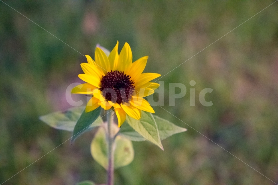 해바라기,꽃,노란꽃,밤,식물,자연,flower,sunflower,감성,감성사진,감성스냅,추억,기억,쉼,휴식,여름,계절,summer,season,식물,자연,plants,nature,꽃,flower,plant,blossom