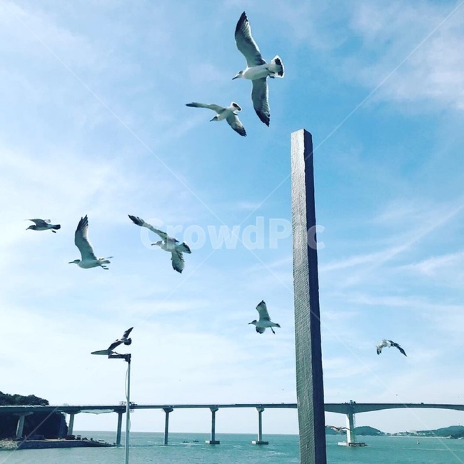 바다,여름,시원함,모리셔스,휴가,동물,animal,조류,새,birds