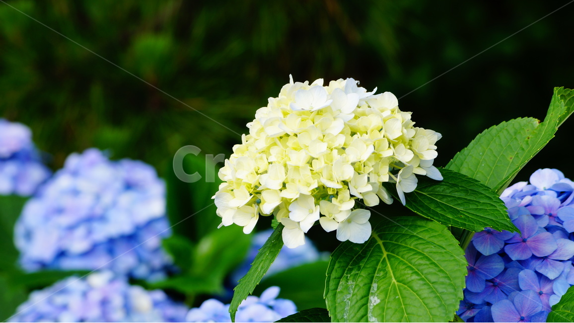 수국,수국꽃,꽃,꽃사진,식물,식물,자연,plants,nature,꽃,flower