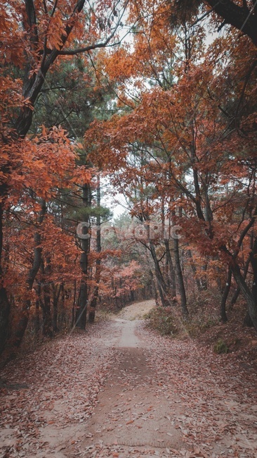 plant,식물,tree,나무,단풍,maple