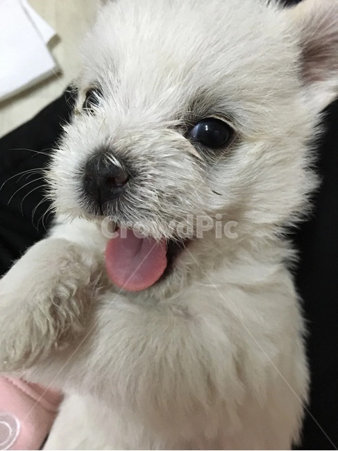 강아지,댕댕이,똥캐,귀요미,뭉치,동물,animal,포유류,mammal,개,강아지,dog,doggy