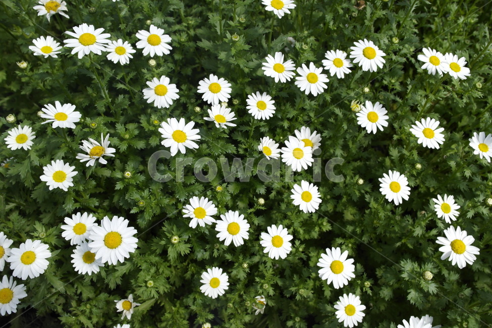 식물,꽃,데이지,흰꽃,flower,식물,자연,plants,nature,꽃,flower