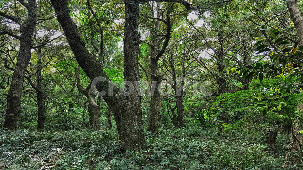 제주,비자림,비자림숲,비자림숲길,제주비자림,숲,tree,나무,plant,식물,treetrunk,나무줄기,자연,자연,풍경,nature,landscape,식물,plants,나무,trees,wood