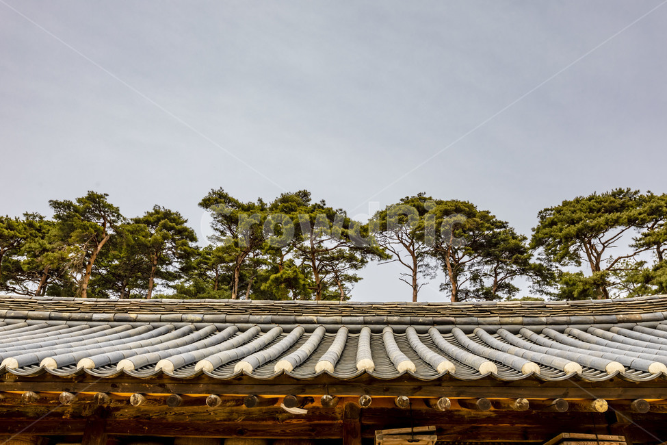 roof,pine tree,Cultural Heritage,Hanok,Gook,tile,sight,Seosan Yugibang House,Korean natural scenery,Tourist destination,traditional house