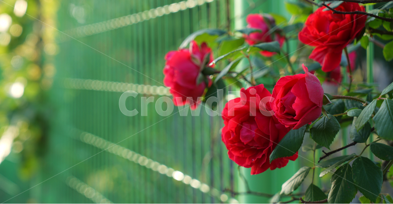 장미,오월,꽃,울타리,넝쿨,사랑,가시,식물,자연,plants,nature,꽃,flower