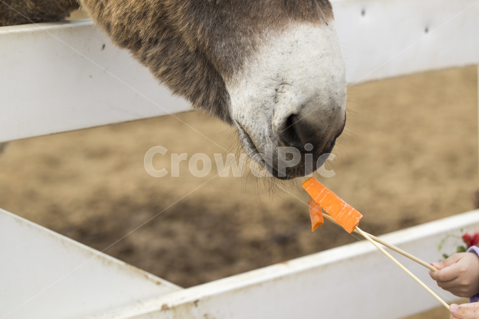 당나귀,나귀,동물,포유류,초식,당근,먹이,동물,animal,포유류,mammal