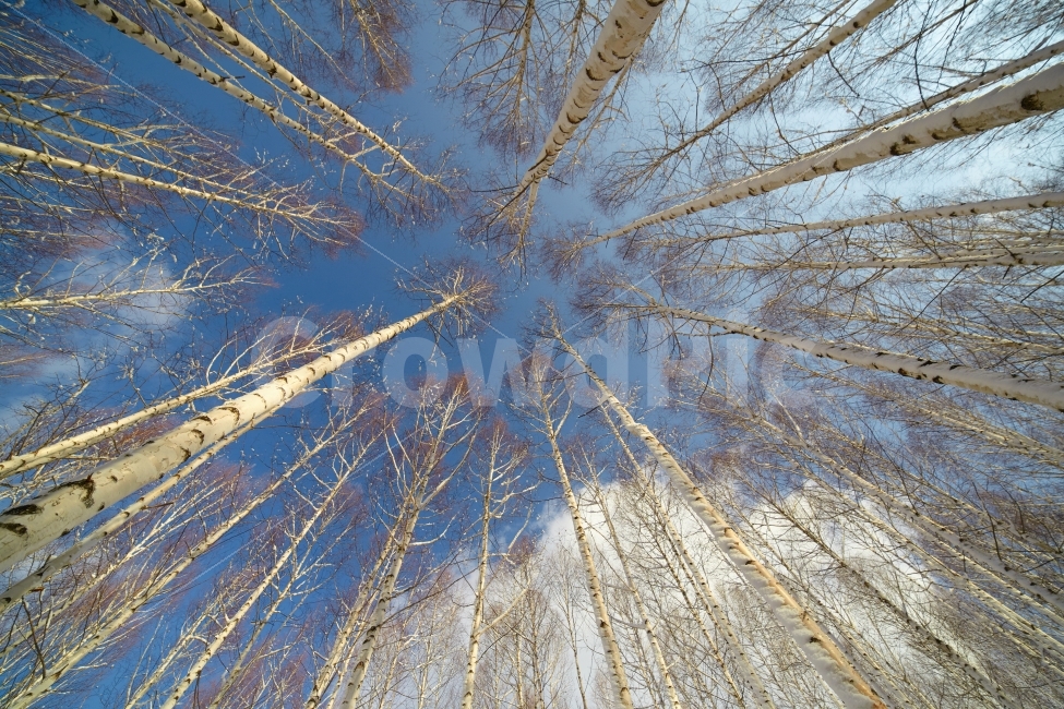 겨울,하늘,자작나무,눈,강원도,구름,자연,풍경,nature,landscape,겨울,계절,winter,season,tree,나무,plant,식물,grass,잔디