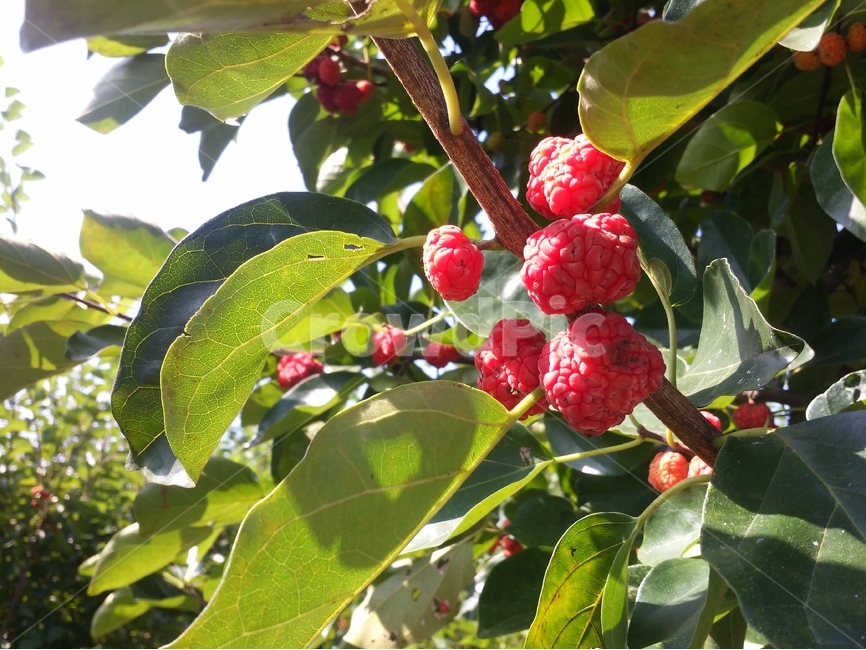 꾸지뽕,열매,구지뽕,시골,농촌,식물,자연,plants,nature,과일,열매,fruit