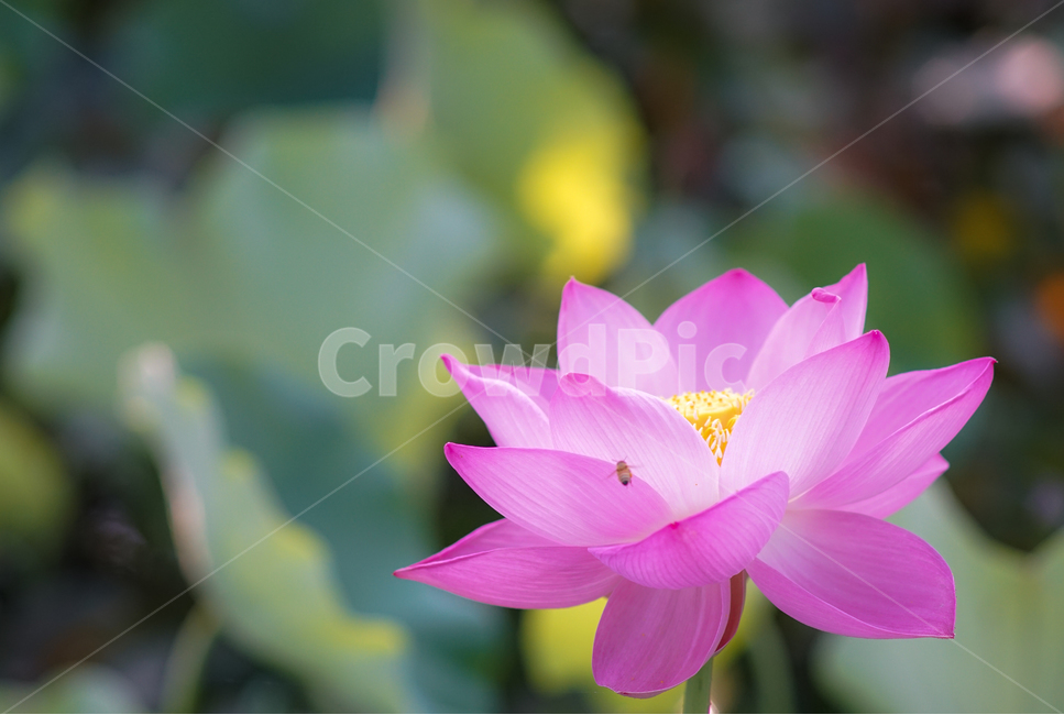 연,연꽃,연밭,수생,식물,연잎,식용,꽃,식물,자연,plants,nature,꽃,flower
