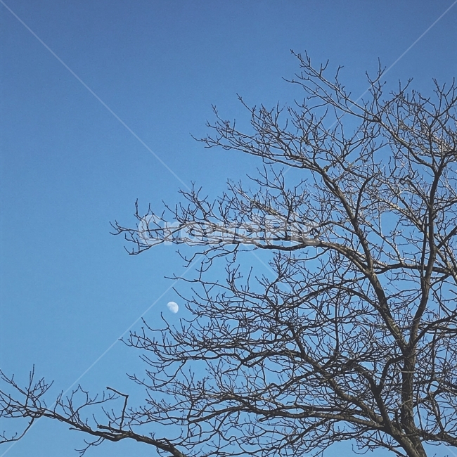 달,나무,설악산,하늘,겨울,절,법당,파란색,하늘색,겨울,계절,winter,season,식물,자연,plants,nature,나무,trees,wood