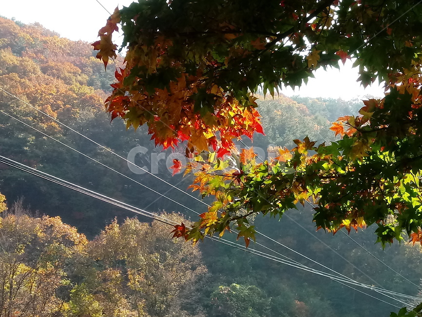 낙엽,단풍,落葉,leaves,나뭇잎,단풍나무,식물,maple,낙엽활엽관목,잎,계절,가을,자연,풍경,outdoors,옥외,fallautumnseason,naturelandscape,풍경사진,가을,계절,fall,autumn,season,leaf,plant