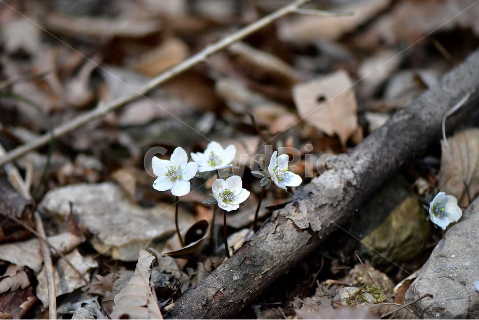 변산바람꽃,2018년,3월,야생화,꽃,생태,식물,자연,들꽃,산꽃,봄,감성,힐링,플라워,계절,시즌,wild,Flower,plants,nature,spring,season,배경,나무,목본,풀,초본,미나리아재비과,너도바람꽃속,flower,생태사진,봄꽃,변산,원조,자생지,오리지널,식물,자연,plants,nature,꽃,flower