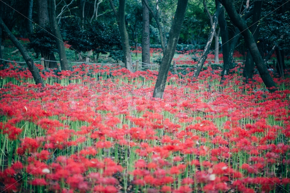 꽃,꽃무릇,감성,스냅,식물,자연,풍경,nature,landscape,식물,plants,꽃,flower,감성,sensible,feeling,plant