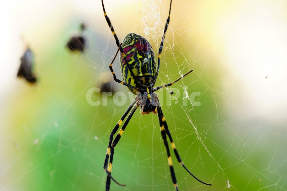거미,곤충,벌레,스파이더,spider,insect,bug,거미줄,cobweb,web,spiderweb,함정,그물,그물망,자연,nature,풍경,landscape,동물,animal,접사,마크로,macro,클로즈업,closeup,가을,autumn,fall,season,계절,10월,october,사냥,사냥꾼,헌터,hunter,먹이,동물,animal,곤충,벌레,insect,bug