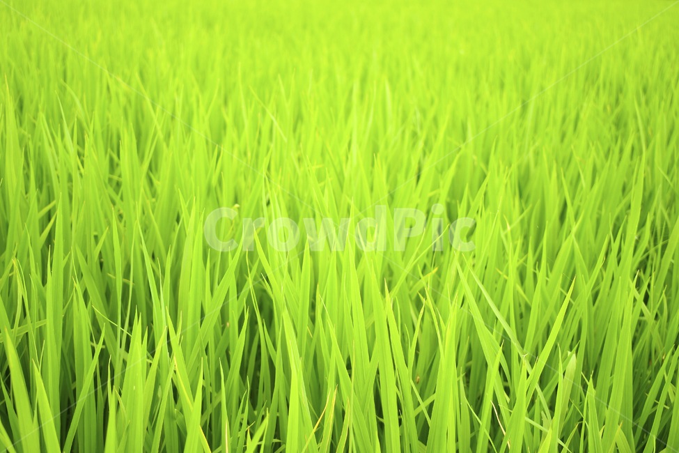 들판,목초,green,네이처,경작,식물,라이스,경관,농장,여름,봄,쌀,밥,성장,곡류,신선,먹을것,한식,내추럴,농촌,대지,넓은,들,목초지,옥외,식물,자연,plants,nature,농업,농사,agriculture,farming,farming industry