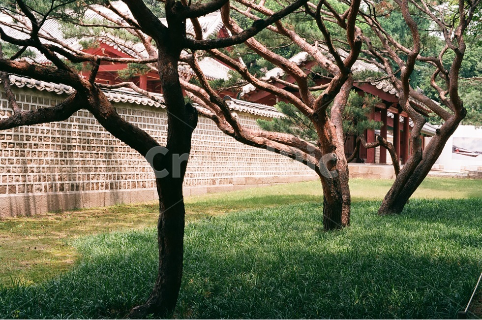 풍경,주변,일상,소나무,담벽,궁,나무,햇살,자연,벽,돌담,필름사진,자연,풍경,nature,landscape,한국자연풍경,한국자연경관,korea nature landscape,한국전통,한국문화,korean traditional,korean culture,건축물,건물외관,exterior,building,structure,architecture,construction,tree trunk,나무 줄기,tree,plant,식물