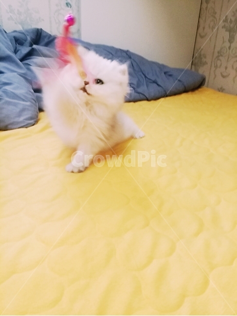 고양이,집고양이,집사,낚시대,귀여움,동물,animal,포유류,mammal,고양이,cat,kitten,kitty