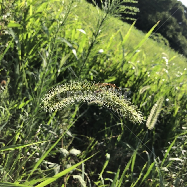 강아지풀,곤충,여름날,foxtail,insect,summer,식물,plants,녹색,green,식물,자연,plants,nature