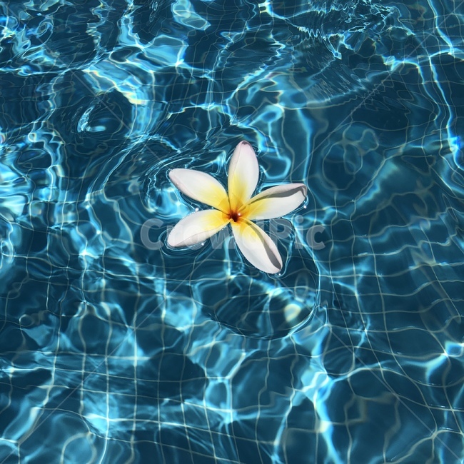 water,물,꽃,nature,자연,flower