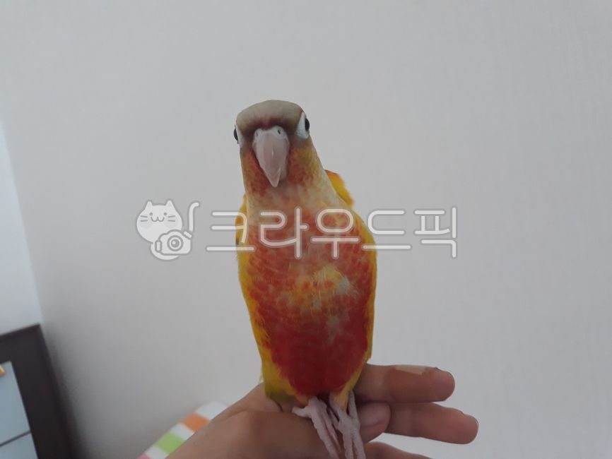 bird,conure,parrot,pet,Pineapple Conure