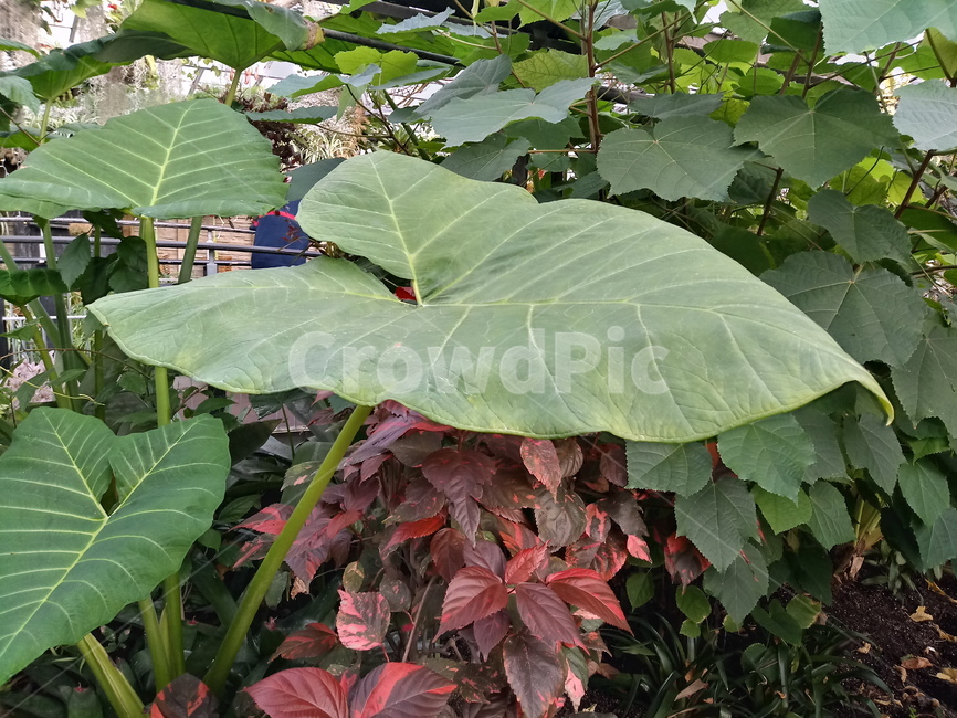 잎,leaf,plant,식물,식물원