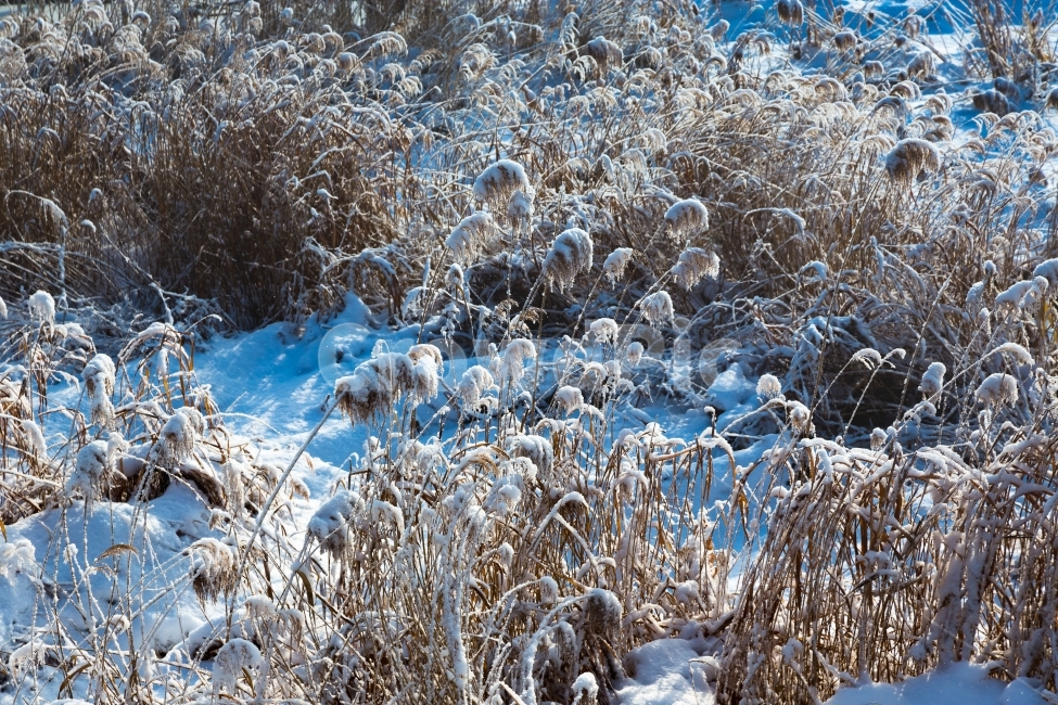 상고대,겨울,아침,억새,자연,풍경,폭설,눈,겨울,계절,winter,season,식물,자연,plants,nature