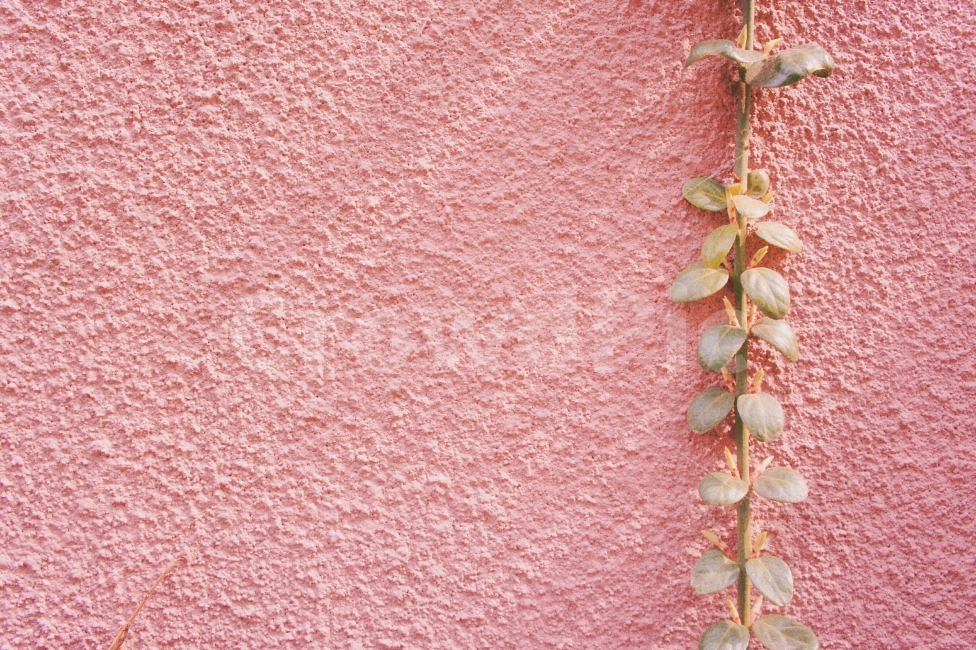 봄,자연,핑크,감성,감성사진,햇살,햇빛,분홍,wall,spring,sunshine,nature,flower,film,pink,식물,자연,plants,nature,감성,sensible,feeling,색깔,색상,색채,색감,color sense,color sensitivity,feeling of color