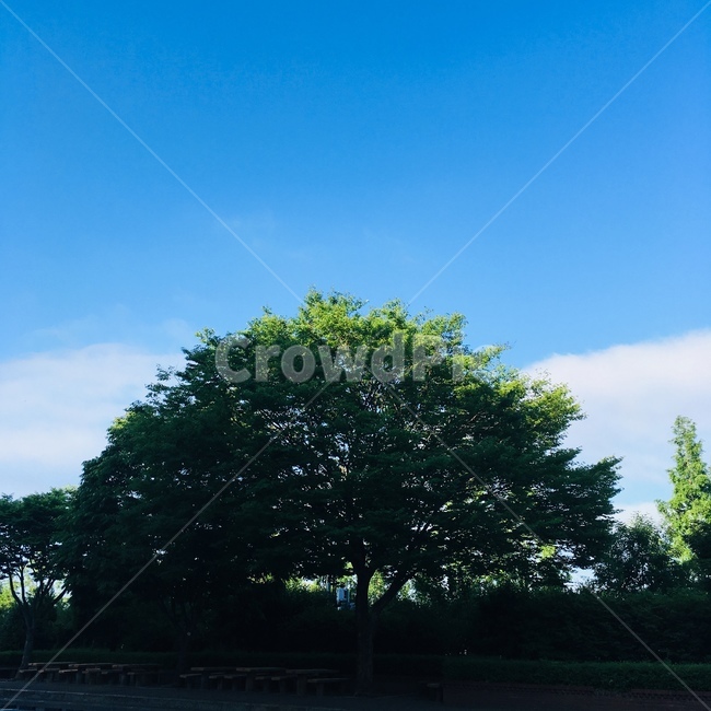 하늘,나무,초록색,하늘색,식물