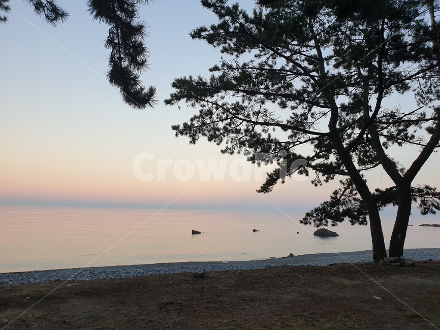 nature,자연,tree,나무,plant,식물,바다,경치,풍경,노을,석양,하늘,해변