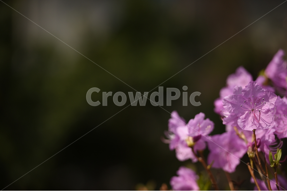 꽃,식물,나팔꽃,blossom,flower