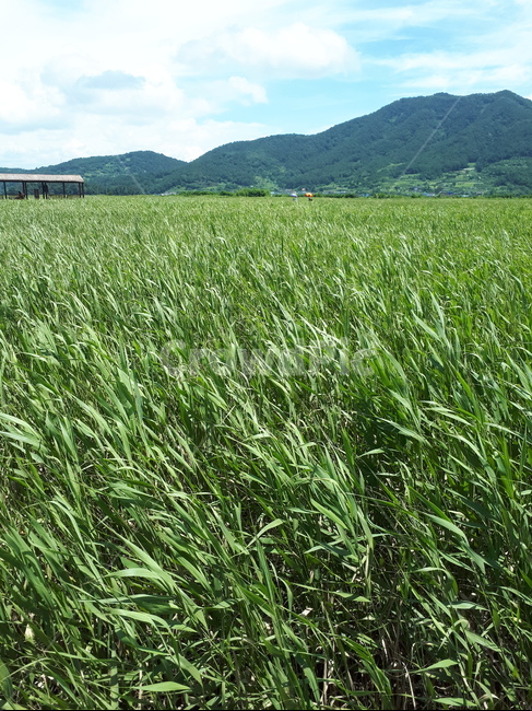 갈대,식물,갈대밭,plant,바람,자연,풍경,nature,landscape,grass,잔디