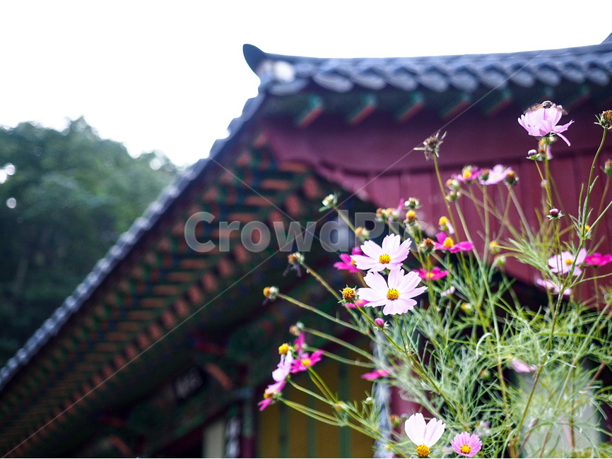 절,사찰,코스모스,꽃,풍경,한국전통,한국문화,korean traditional,korean culture,식물,자연,plants,nature,꽃,flower,건축물,건물외관,exterior,building,structure,architecture,construction