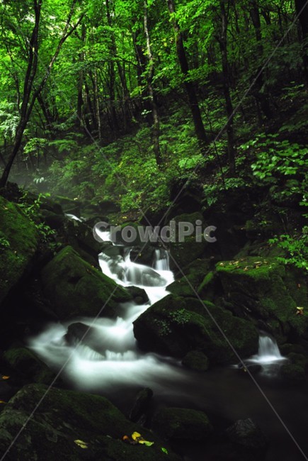 이끼,계곡,자연,풍경,숲속,자연,풍경,nature,landscape,water,물,stream,흐름,outdoors,옥외,creek,작은 만