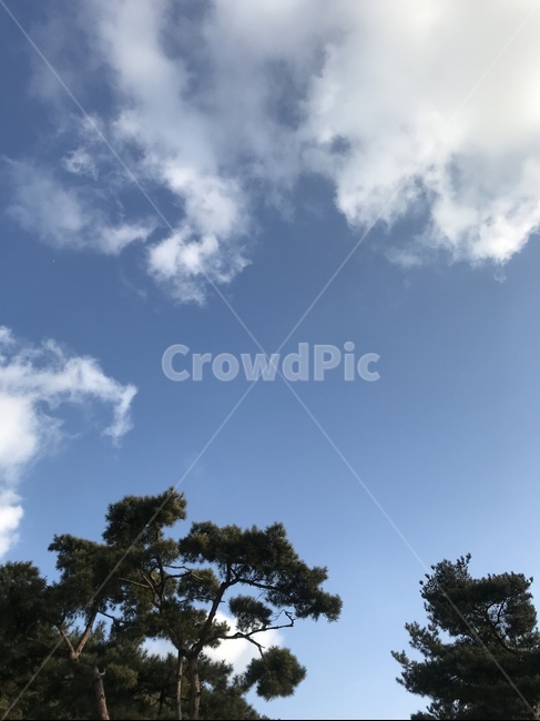 자연,하늘,나무,구름,풍경,힐링,sky,blue,tree